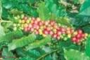 Acidul clorogenic - inamicul obezităţii