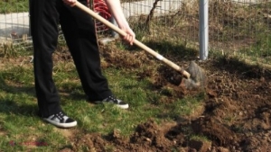 FOTO // Țăranul își săpa liniștit grădina, dar când a văzut peste ce a dat a început să urle de fericire: ,,Am fost sărac și nu știam ce COMOARĂ am în curte