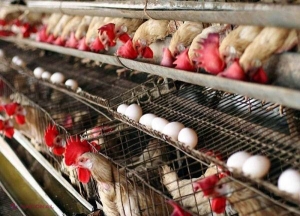 Agricultorii din R. Moldova îi solicită repetat Guvernului să introducă taxe vamale pentru produsele lactate și carnea din Ucraina: „Deja fac importuri masive”