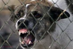 Specialiştii au depistat 50 de cazuri de RABIE în 22 de localităţi din R. Moldova