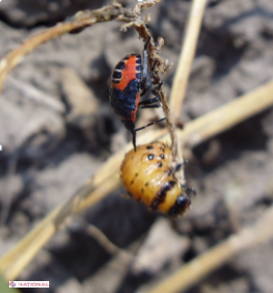 DESCOPERIREA SECOLULUI // Moartea gândacilor de Colorado e în R. Moldova!