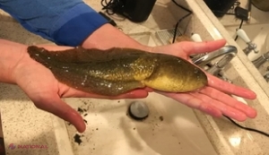 Cele mai BIZARE descoperiri ştiinţifice din 2018. Una dintre ele s-a produs pe teritoriul României