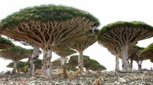 GALERIE FOTO dintr-o lume dispărută: cum arată insula Socotra, unul dintre cele mai izolate locuri din lume