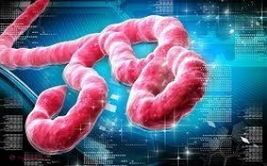 MĂSURI // În cazul apariţiei vreunui caz de EBOLA în R. Moldova, probele vor fi trimise pentru ANALIZĂ în Franţa