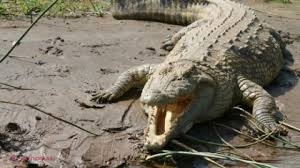 A fost omorât de crocodili. Este INCREDIBIL ce s-a întâmplat după înmormântare!
