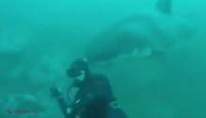 VIDEO // Întâlnire PERICULOASĂ între un scafandru şi un rechin marele alb