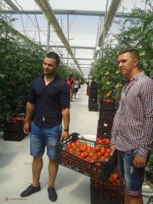 Roşiile viitorului se cultivă la Constanţa. Răsar din vată minerală  
