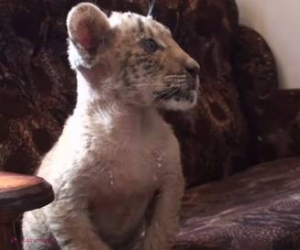 Video // Imixtiune în NATURĂ: În Rusia s-a născut un animal foarte rar