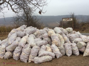 Un agricultor din Nisporeni contrazice un DEPUTAT, care i-a postat merele pe Facebook. „Nu am aruncat niciun măr, am vândut 50 de tone”