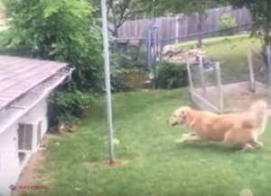 FOTO, VIDEO // Viral: Nu ne bateţi la uşă, ştim că e câinele pe acoperiş