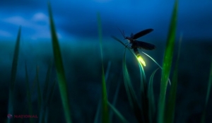 Specialiștii dau alarma: Aceste insecte, întâlnite inclusiv în R. Moldova, sunt pe cale de dispariţie