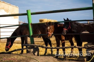 Guvernul a RENUNȚAT la o întreprindere unică în R. Moldova pe care voia anterior să o vândă. Cine este noul proprietar?