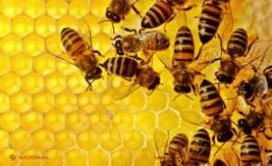 Utilizare INEDITĂ a albinelor, la Roma. Unde sunt folosite