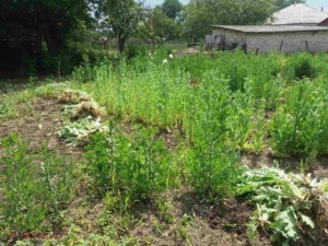 Creștea macul în grădină ca și cum ar cultiva roșii: Ce explicație le-a dat oamenilor legii un bărbat din Dondușeni