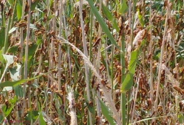 VIDEO, FOTO // Lăcustele fac ravagii pe o suprafață de peste 1 250 hectare din două raioane din sudul R. Moldova. Autoritățile au alocat mijloace financiare pentru nimicirea FOCARELOR cu ajutorul unor stropitori și DRONE