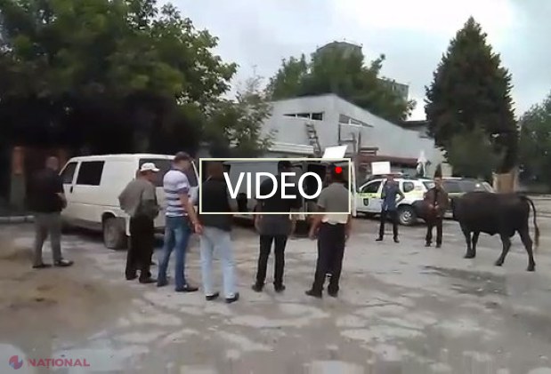 VIDEO // Cu VACA la protest. Un grup de cetățeni au protestat în fața barului unui fruntaș al PPDA din Ungheni