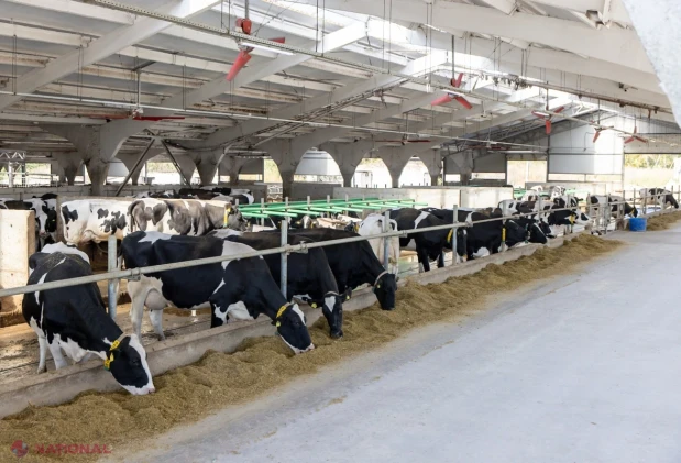 FOTO // R. Moldova demonstrează că POATE: Fermele din nord ating productivități RECORD de nivel european, iar produsele autohtone de o calitate ireproșabilă înlocuiesc importurile