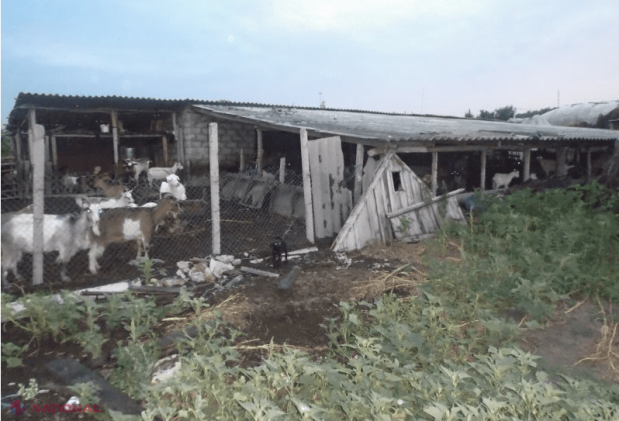 SCLAVI la stână: O femeie, doi copii și doi bărbați, impuși să muncească degeaba