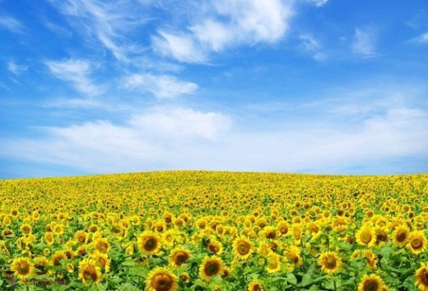 Verile EXTREME din R. Moldova: Când am avut temperaturi de +74 de grade Celsius la suprafața solului sau de ZERO grade Celsius pe timp de VARĂ și ce ne așteaptă în acest sezon