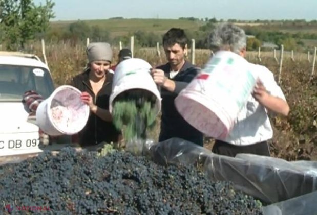 Gospodarii din R. Moldova au început să prepare vinul de casă. PERICOLUL amintit de autorități