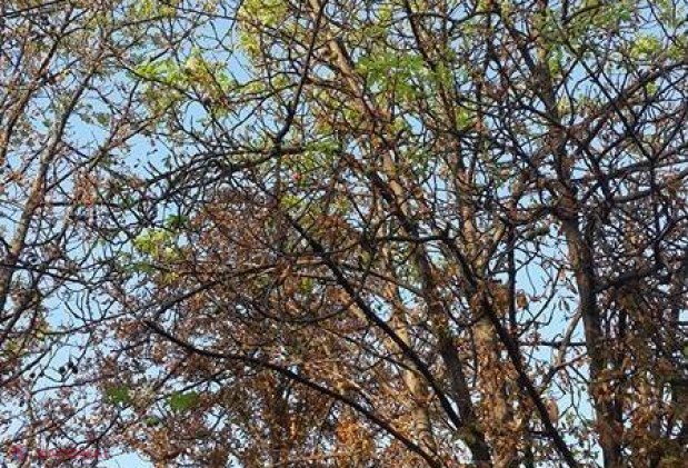 FOTO // Castanii din Chișinău, ÎNFLORIȚI în luna septembrie! Specialist: „În ultimul timp se întâmplă tot mai des” 
