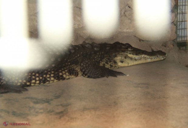 Grădina EXOTICĂ din inima Chișinăului