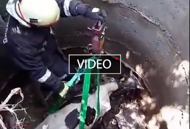 VIDEO // Un vițel de 300 de kilograme a căzut într-o gaură de canalizare pe str. Muncești din Chișinău
