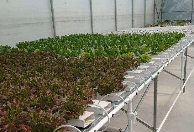 FOTO // Elevii de la Colegiul Agroindustrial din Ungheni au plantat peste un ha de livezi de cireș, vișin și păr, îngrijind, totodată, și o seră de 320 mp: Proiect de 779 de mii de euro