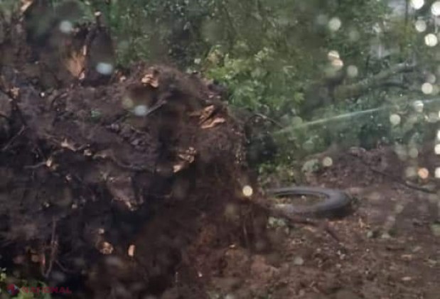 GALERIE FOTO // PLOAIE în Chișinău: Copaci scoşi din rădăcini și căzuți inclusiv pe mașini, străzi spălate de ape, acoperișuri luate de vânt sau cabluri doborâte la pământ
