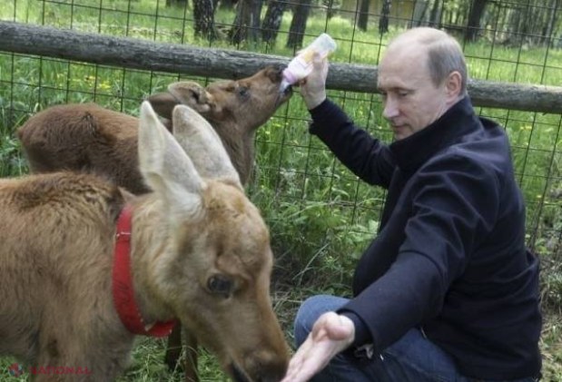 GALERIE FOTO. Cele mai „RIDICOLE”' ipostaze în care a fost surprins Vladimir Putin