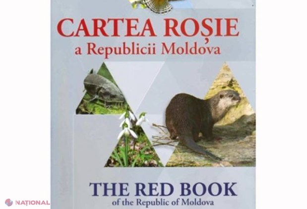 CURIOS // Păsări din R. Moldova, incluse în Cartea Roșie Europeană