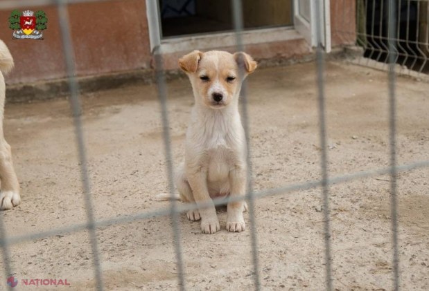 Centrul de Plasament pentru animalele fără stăpân din Orhei va fi EXTINS. Ilan Șor vrea să elibereze orașul de câinii maidanezi