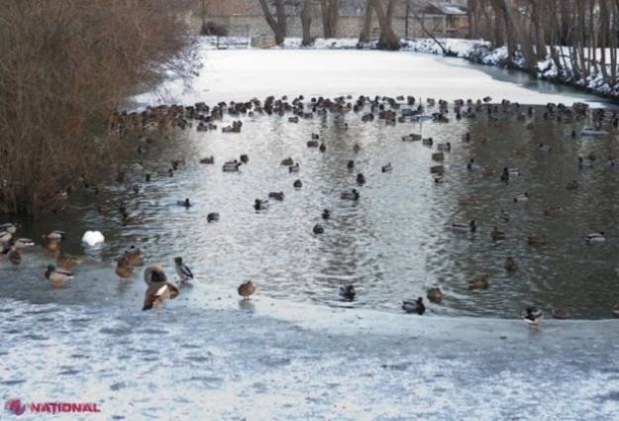 R. Moldova // Meteorologii au REVIZUIT prognoza: Aproape toată săptămâna va NINGE 