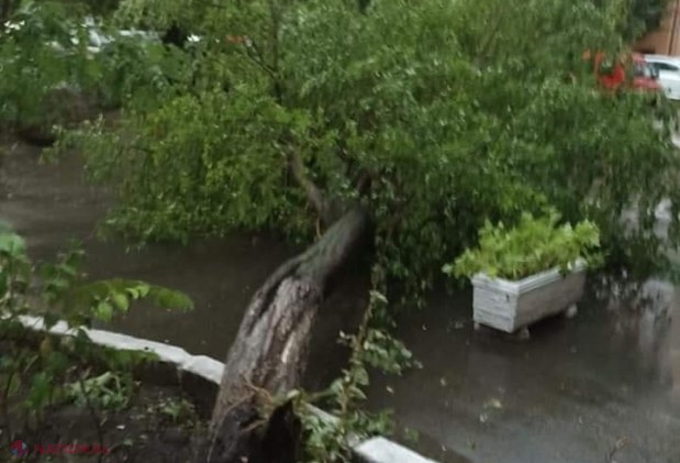 GALERIE FOTO // PLOAIE în Chișinău: Copaci scoşi din rădăcini și căzuți inclusiv pe mașini, străzi spălate de ape, acoperișuri luate de vânt sau cabluri doborâte la pământ