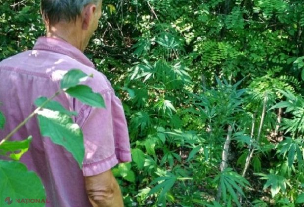 R. Moldova: Ca să evite suspiciunile, creștea CANABIS în... pădurea de lângă sat