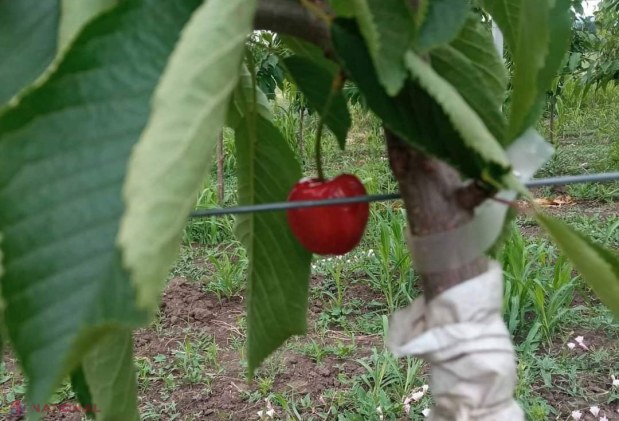 FOTO // Elevii de la Colegiul Agroindustrial din Ungheni au plantat peste un ha de livezi de cireș, vișin și păr, îngrijind, totodată, și o seră de 320 mp: Proiect de 779 de mii de euro