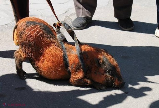 FOTO // Protest INEDIT în fața Ambasadei Rusiei la Chișinău: Mătăsaru a venit cu un „PORC de COLORADO”