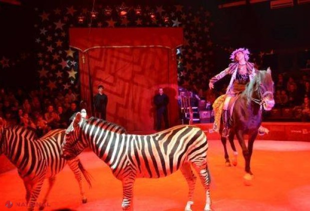 FOTO // Tigri, câini, zebre - un NOU program artistic la Circul din Chișinău