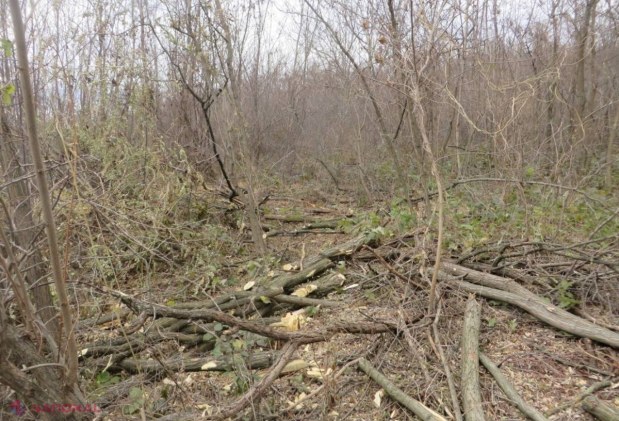 NEREGULI grave! Sute de copaci, tăiați ilegal în pădurile Moldovei