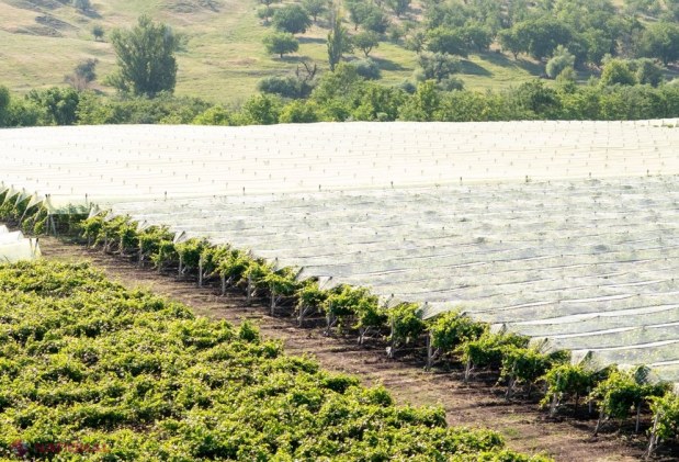 FOTO // Cum să construiești o afacere de succes în AGRICULTURĂ, fără a miza doar pe subvenții din partea statului. O familie din Cahul administrează 2 000 de hectare și practic în fiecare an au o recoltă de TREI ori mai mare decât alți agricultori