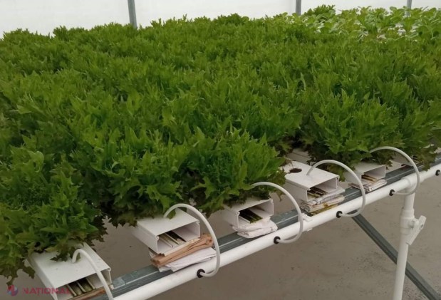 FOTO // Elevii de la Colegiul Agroindustrial din Ungheni au plantat peste un ha de livezi de cireș, vișin și păr, îngrijind, totodată, și o seră de 320 mp: Proiect de 779 de mii de euro