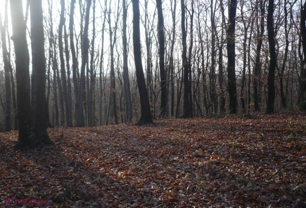 Au bătut măr pădurarul şi i-au furat puşca. Poliţiştii caută făptaşii