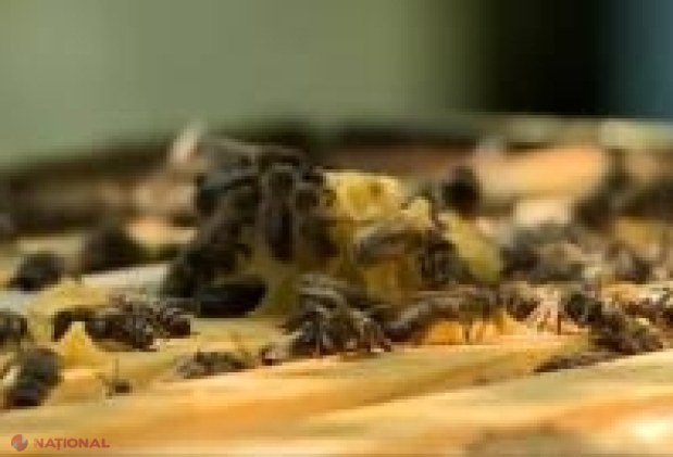 ALERTĂ // Dubla greșeală a oamenilor care au fost atacați de albine
