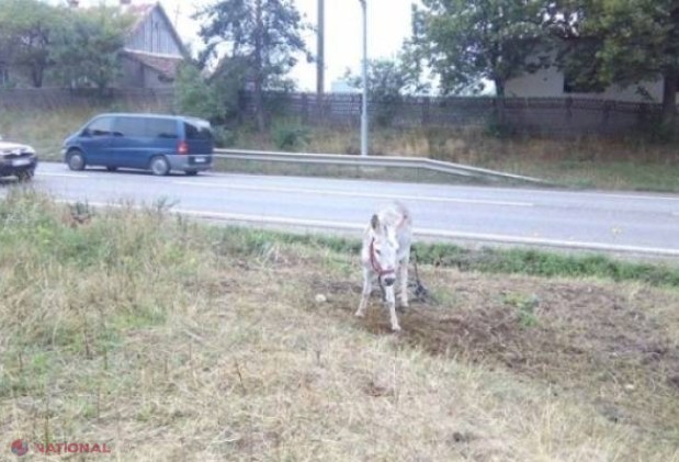 Trei fraţi încearcă să convingă trecătorii să se pozeze cu măgăruşul lor. Află-le POVESTEA EMOŢIONANTĂ  