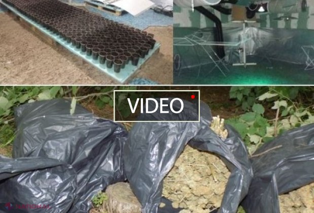 OPERAȚIUNE Bulgaria - R. Moldova: Grupare internațională care vindea droguri și câștiga MILIOANE de lei, DESTRUCTURATĂ