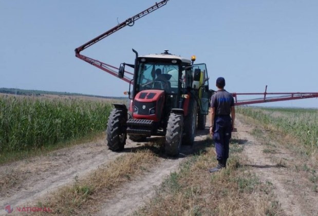 VIDEO, FOTO // Lăcustele fac ravagii pe o suprafață de peste 1 250 hectare din două raioane din sudul R. Moldova. Autoritățile au alocat mijloace financiare pentru nimicirea FOCARELOR cu ajutorul unor stropitori și DRONE