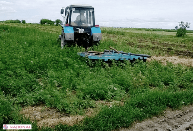 Un hectar de cânepă, depistat la frontiera moldo-ucraineană