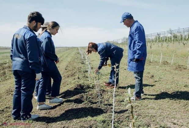 FOTO // Elevii de la Colegiul Agroindustrial din Ungheni au plantat peste un ha de livezi de cireș, vișin și păr, îngrijind, totodată, și o seră de 320 mp: Proiect de 779 de mii de euro
