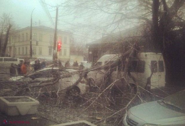 FOTO // CHICIURA doboară copacii în capitală. Zeci de mașini AVARIATE și trecători SPERIAȚI