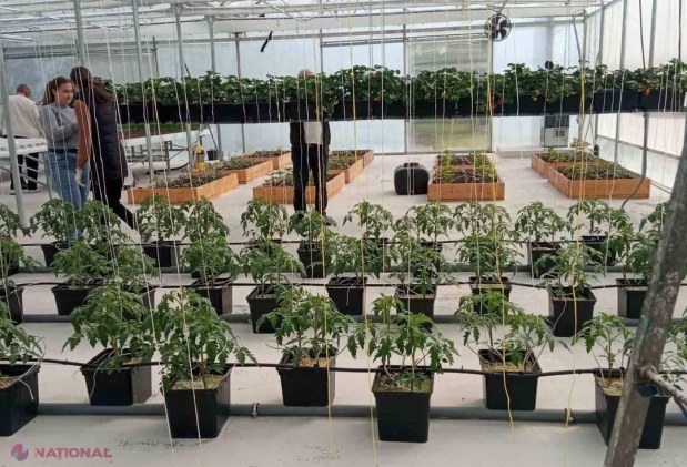 FOTO // Elevii de la Colegiul Agroindustrial din Ungheni au plantat peste un ha de livezi de cireș, vișin și păr, îngrijind, totodată, și o seră de 320 mp: Proiect de 779 de mii de euro